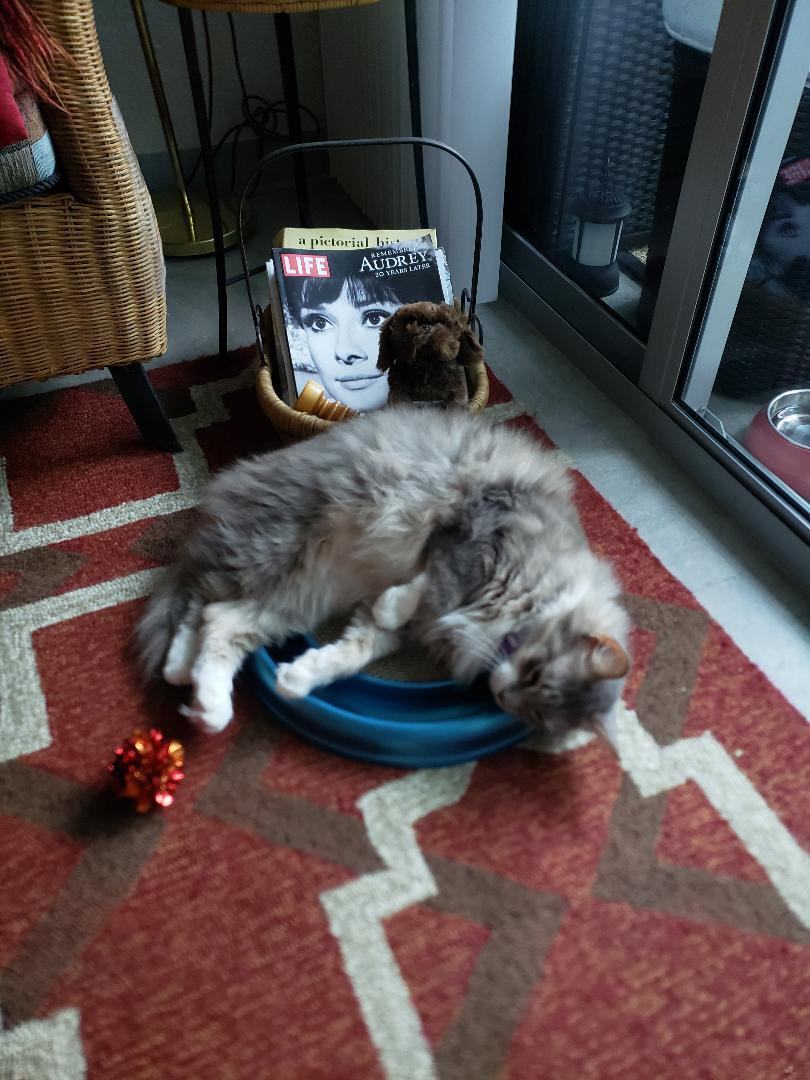 Enlarge Teddy , a Adopted mixed breed in Fort Lauderdale, FL image 2/17