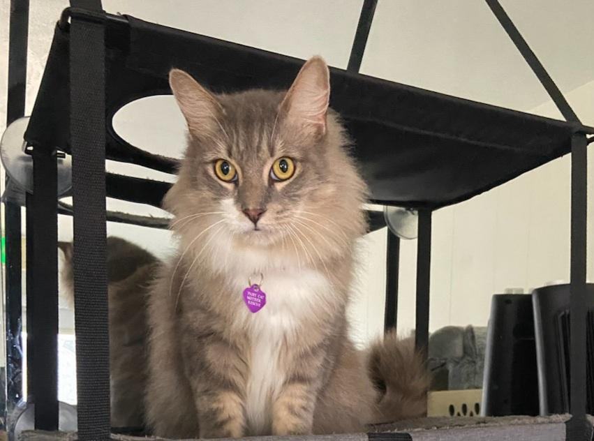 Enlarge Teddy , a Adopted mixed breed in Fort Lauderdale, FL image 3/17