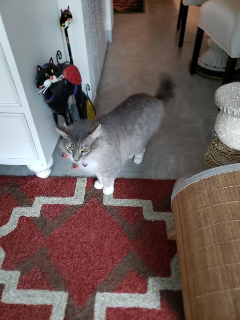 Enlarge Teddy , a Adopted mixed breed in Fort Lauderdale, FL image 4/17