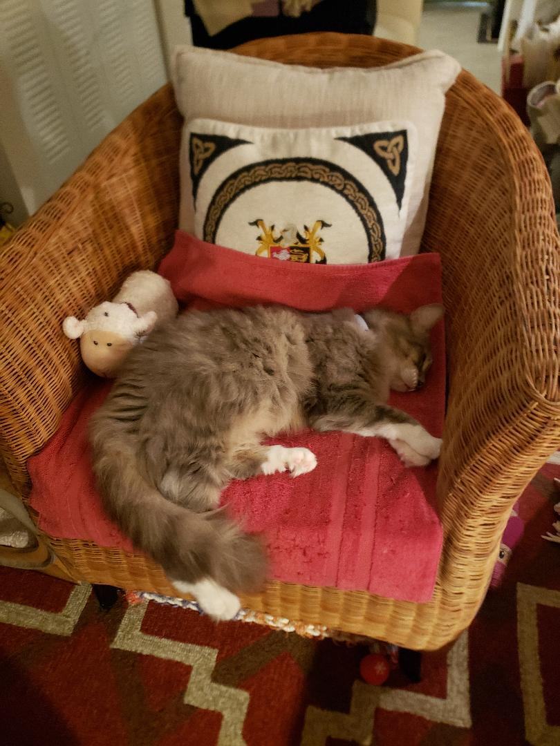 Enlarge Teddy , a Adopted mixed breed in Fort Lauderdale, FL image 5/17