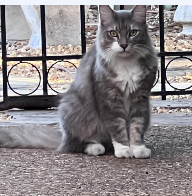 Enlarge Teddy , a Adopted mixed breed in Fort Lauderdale, FL image 6/17