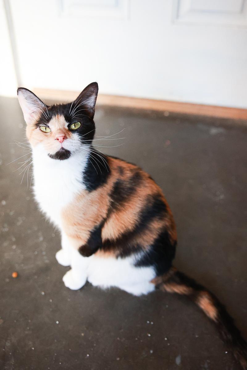 Lorelai, Adoptable, Adult Female Domestic Short Hair.