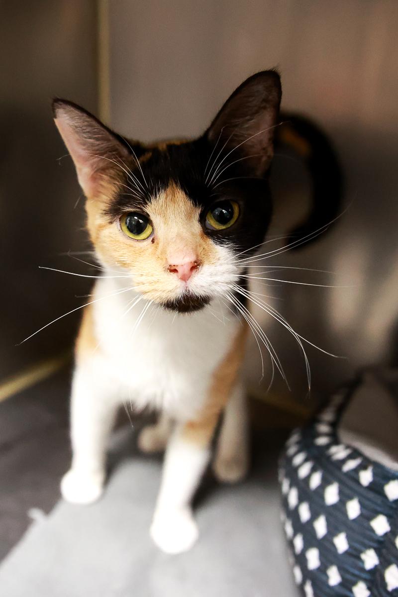 Enlarge Lorelai, a Adoptable Domestic Short Hair in Loogootee, IN image 2/3