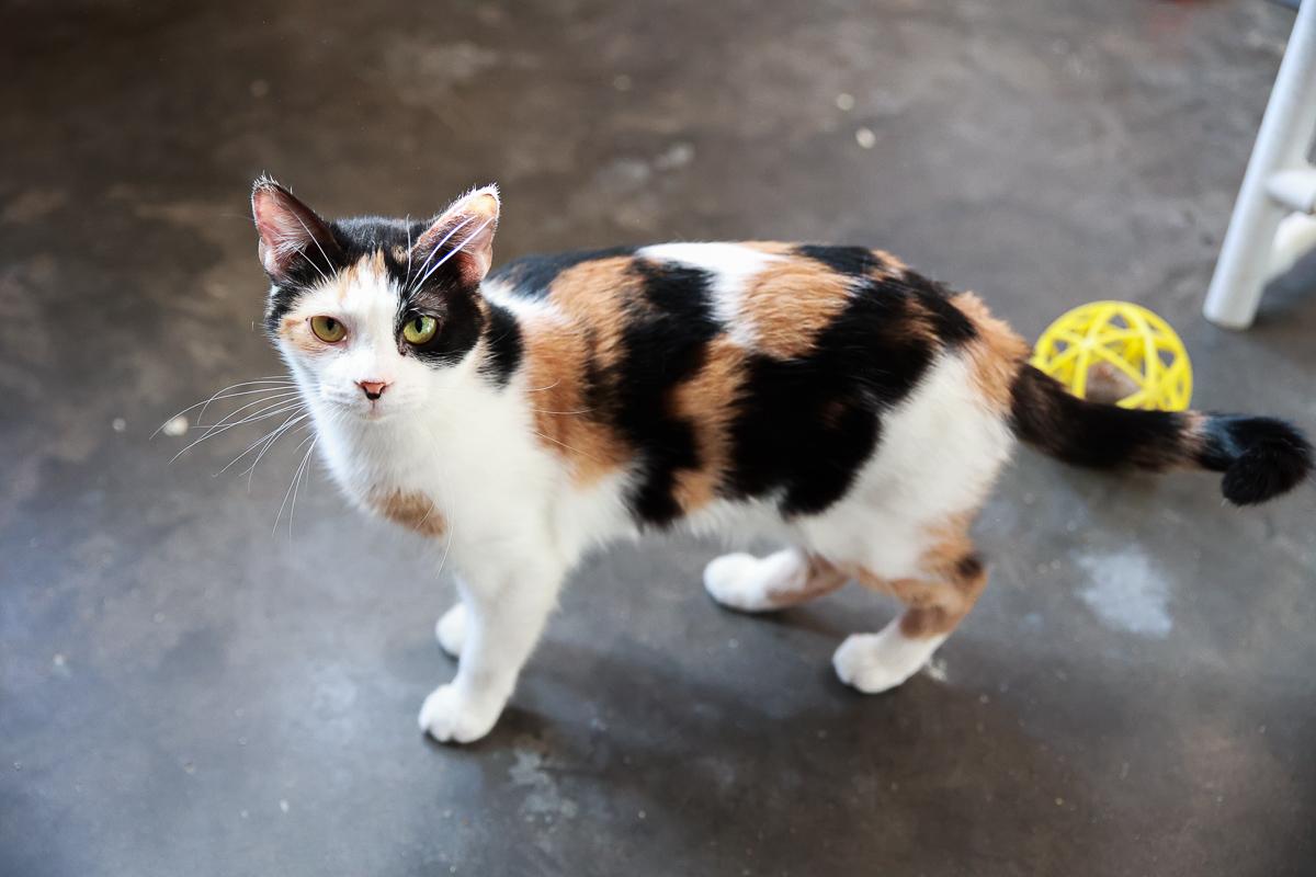 Lorelai, Adoptable, Adult Female Domestic Short Hair.