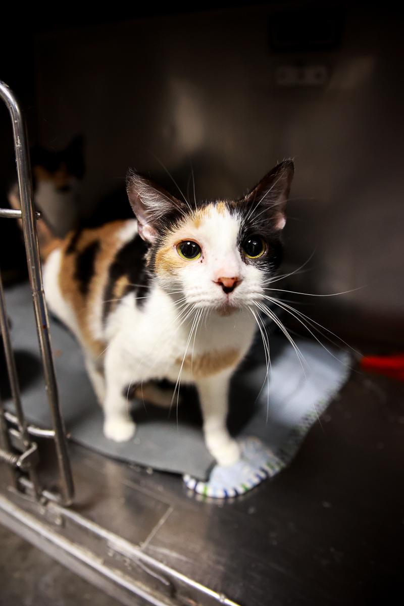 Enlarge Lorelai, a Adoptable Domestic Short Hair in Loogootee, IN image 2/3