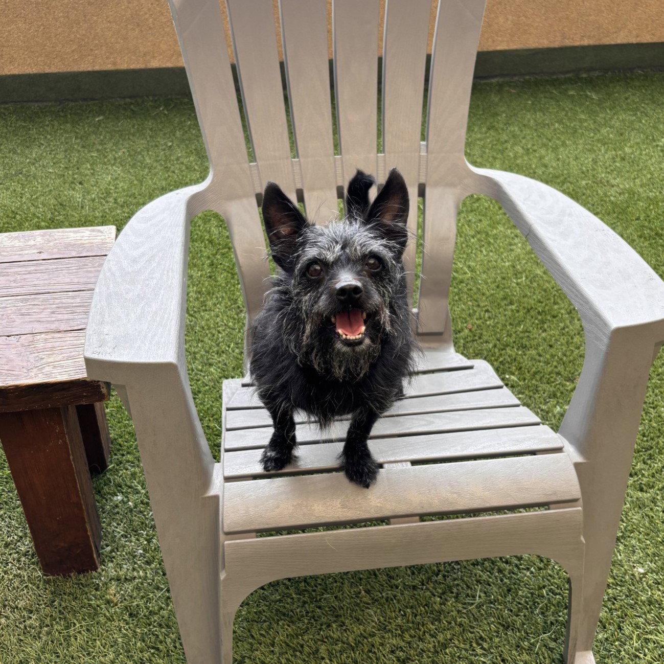 Buccie, Adoptable, Senior Male Jack Russell Terrier.