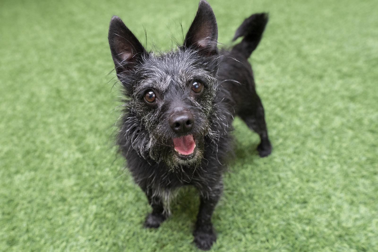 Enlarge Buccie, a Adoptable Jack Russell Terrier in Burlingame, CA image 3/3