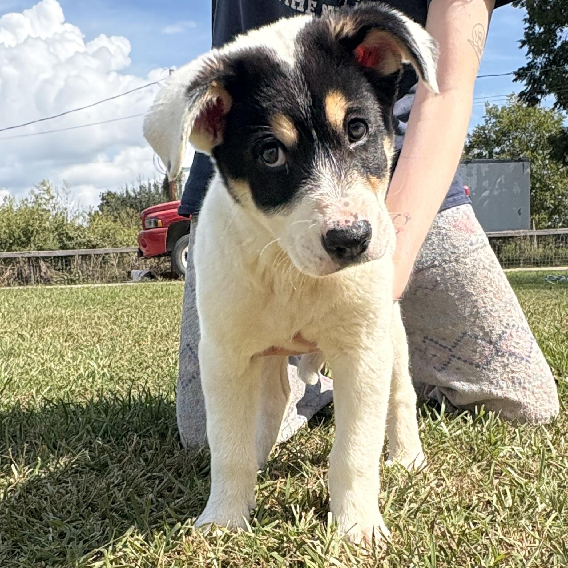Enlarge Boo, an adopted mixed breed in League City, TX image 2/5