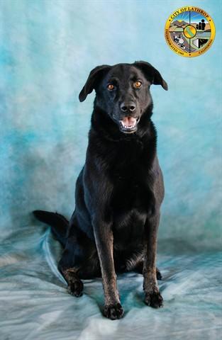 Enlarge BOADIE, a Adoptable mixed breed in Lathrop, CA image 1/1
