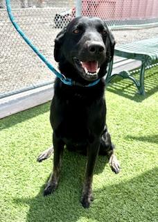 BODIE, Adoptable, Adult Male Labrador Retriever & German Shepherd Dog.