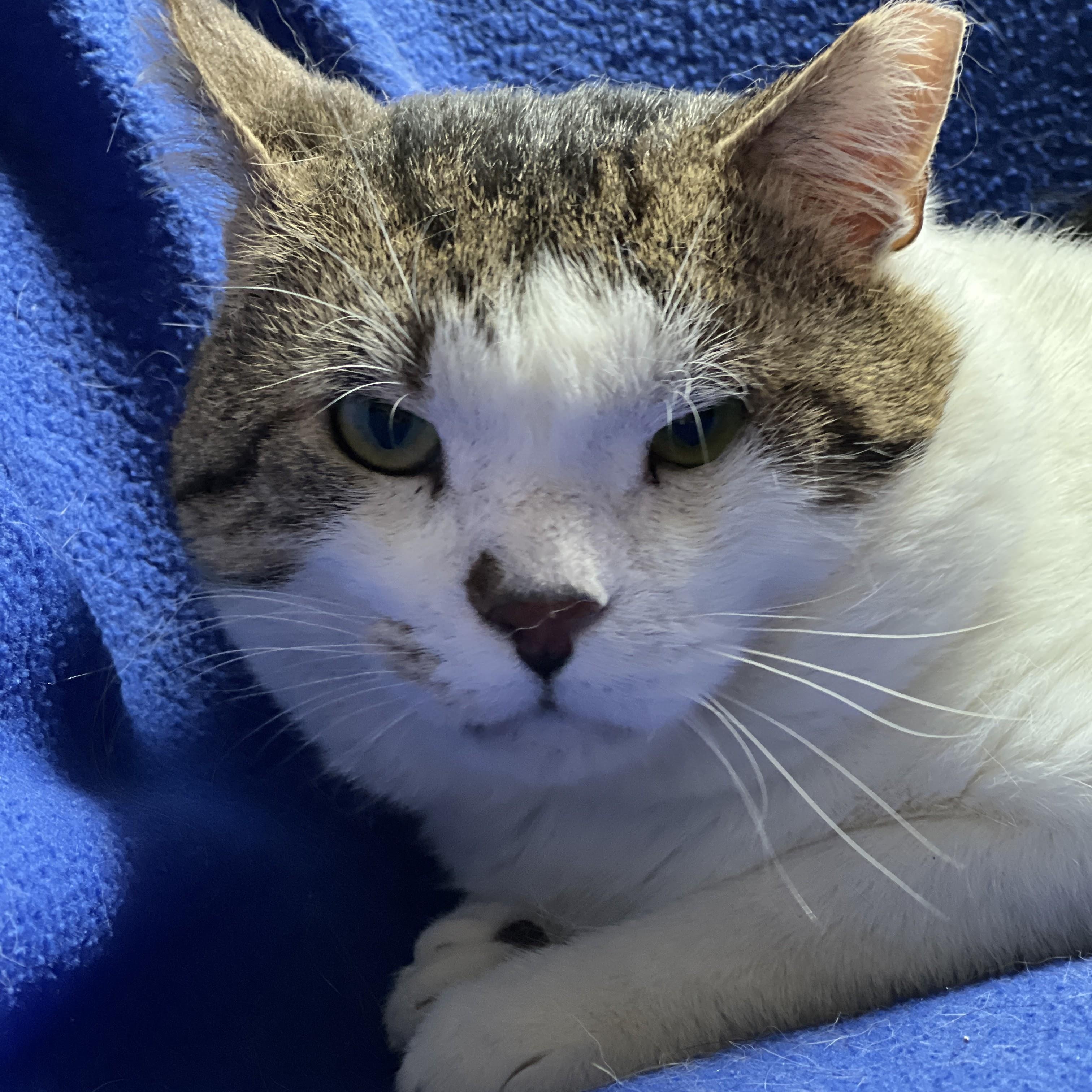 Enlarge Isaac, a ADOPTABLE mixed breed in Germansville, PA image 3/6