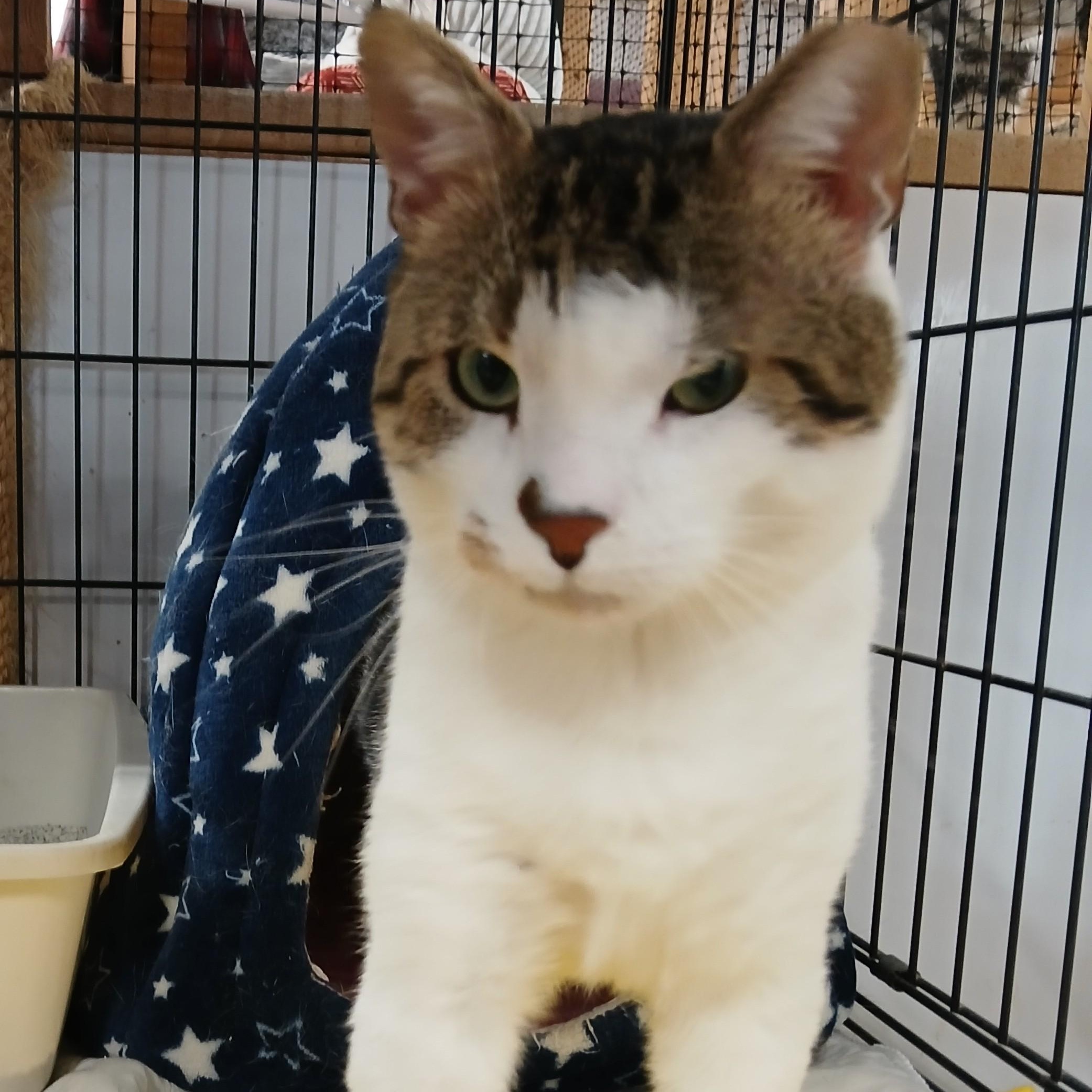 Isaac, ADOPTABLE, Adult Male Domestic Short Hair & Tabby.