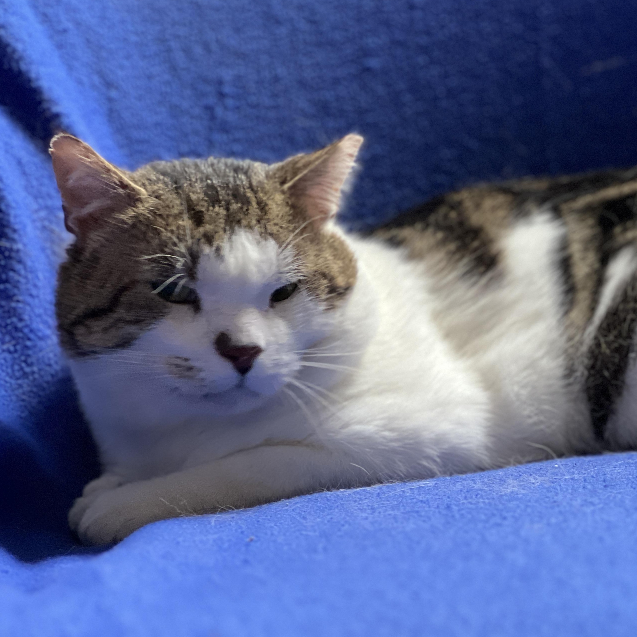 Enlarge Isaac, a ADOPTABLE mixed breed in Germansville, PA image 2/6