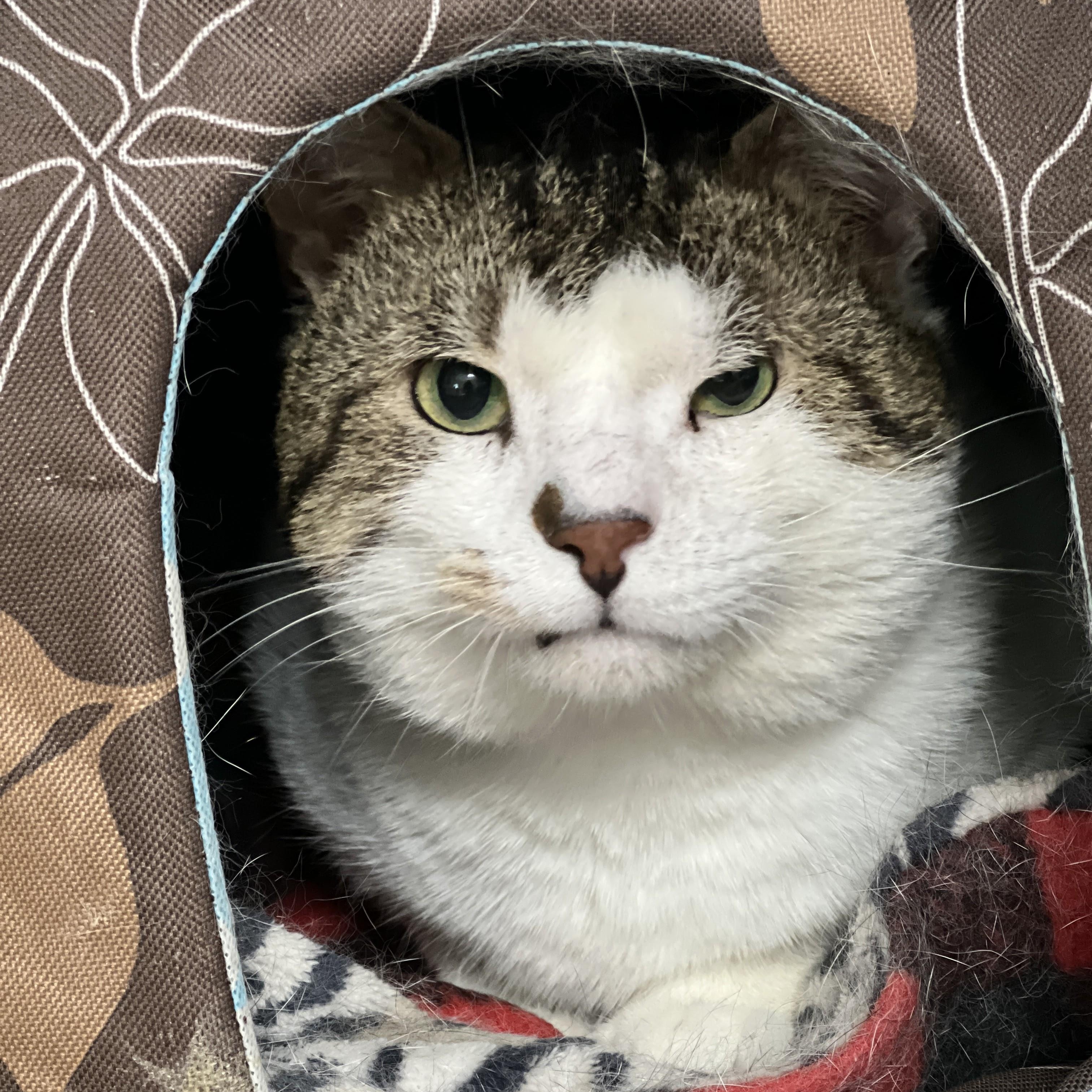 Enlarge Isaac, a ADOPTABLE mixed breed in Germansville, PA image 4/6