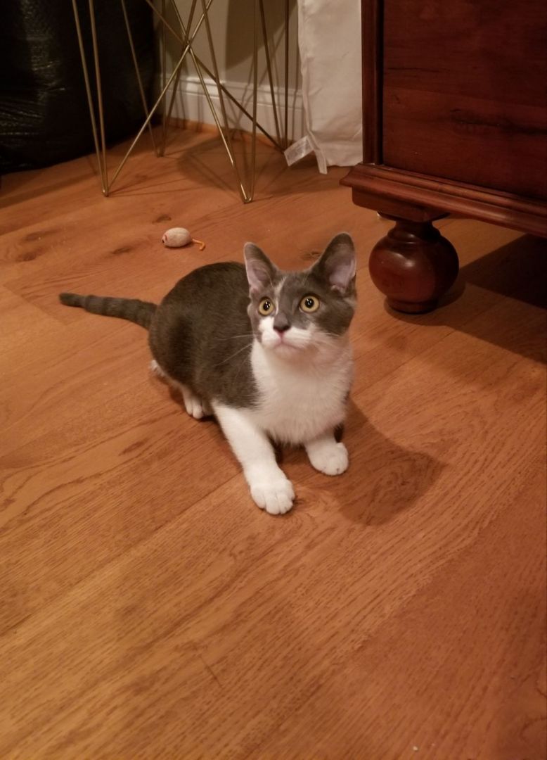 Puma, Adoptable, Adult Male Domestic Short Hair.