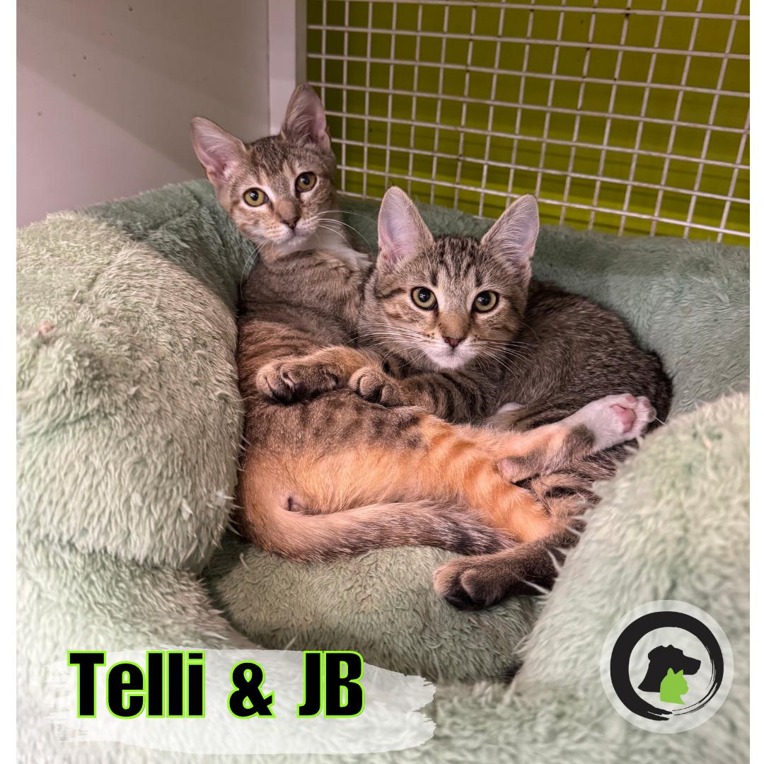 JB, ADOPTABLE, Young Female Domestic Short Hair & Tabby.