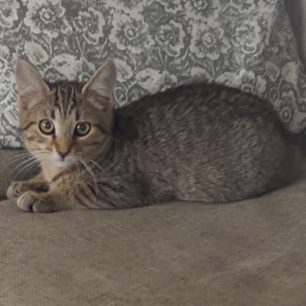 Enlarge JB, a ADOPTABLE mixed breed in La Grange, KY image 2/3