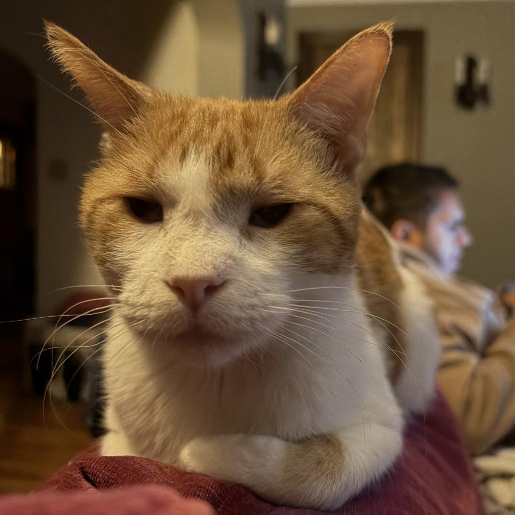 Colin C68096, Adoptable, Adult Male Domestic Short Hair.