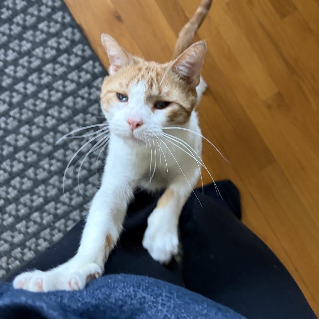 Enlarge Colin C68096, a Adoptable Domestic Short Hair in Minnetonka, MN image 2/6