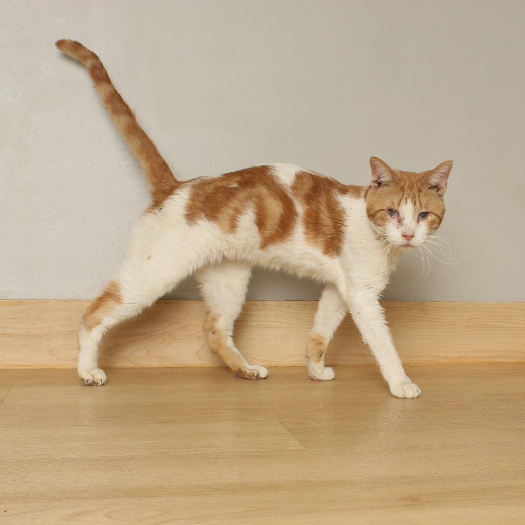 Enlarge Colin C68096, a Adoptable Domestic Short Hair in Minnetonka, MN image 3/6