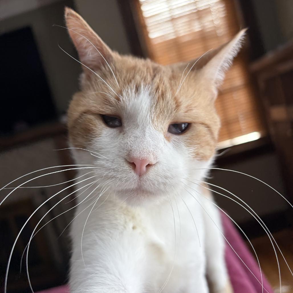 Enlarge Colin C68096, a Adoptable Domestic Short Hair in Minnetonka, MN image 4/6