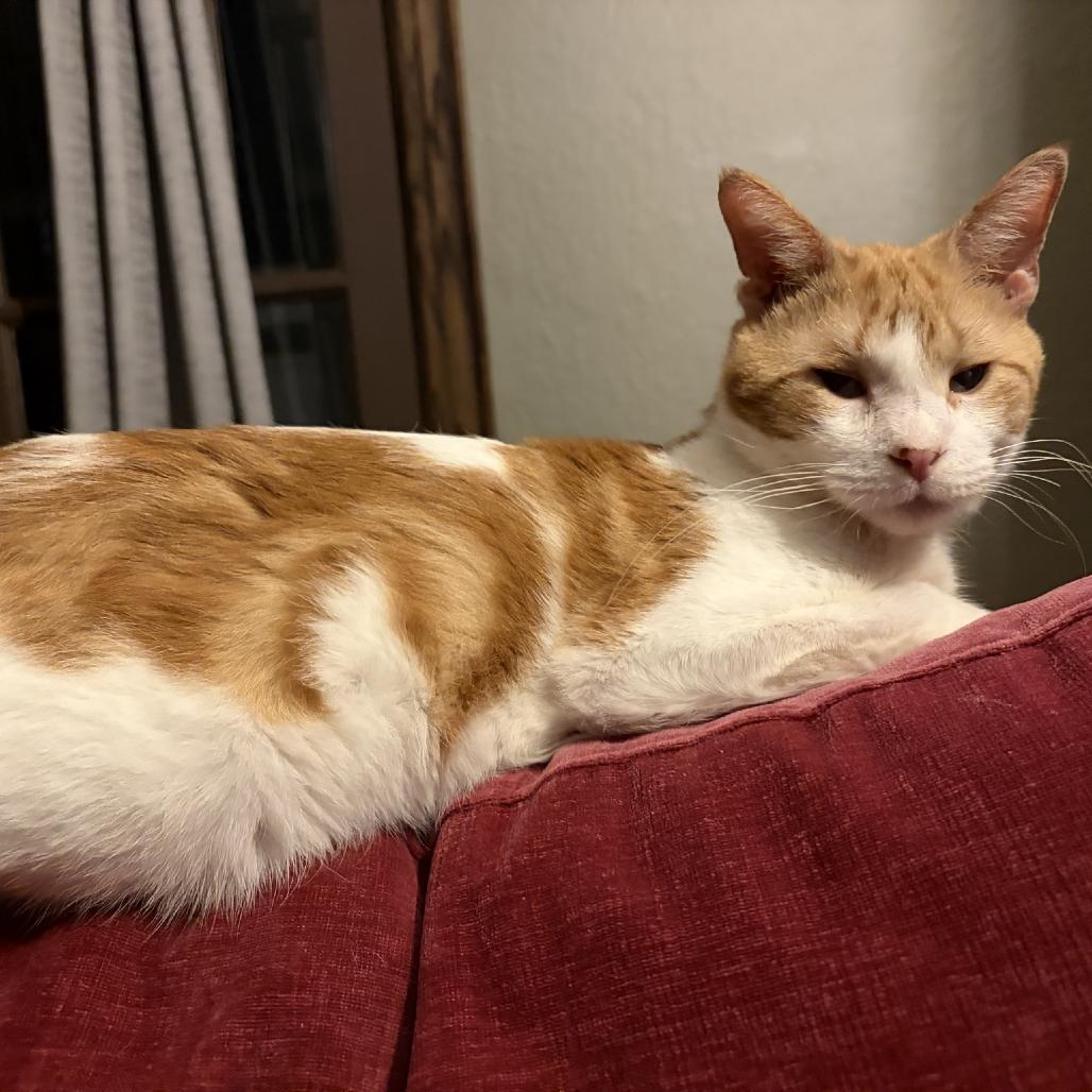 Enlarge Colin C68096, a Adoptable Domestic Short Hair in Minnetonka, MN image 5/6