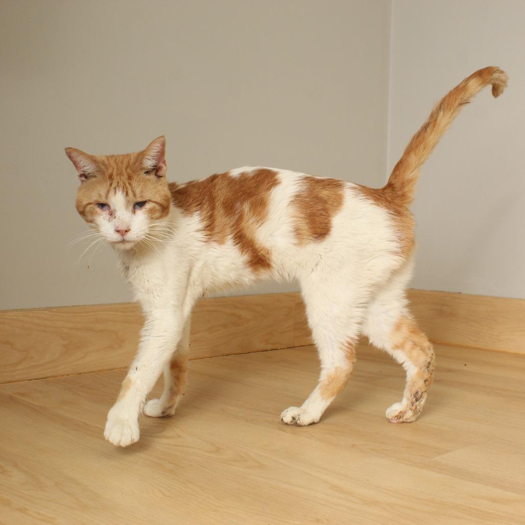 Enlarge Colin C68096, a Adoptable Domestic Short Hair in Minnetonka, MN image 6/6