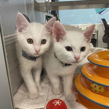 Taco B, Adopted, Kitten Male Domestic Short Hair.