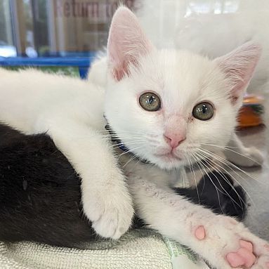 Taco B, a Adopted Domestic Short Hair in Bear, DE image 2/4