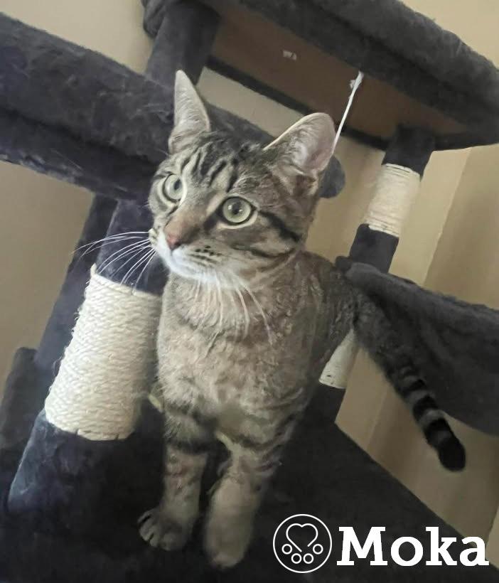 Enlarge Moka, an adopted Domestic Short Hair in Anjou, QC image 1/2