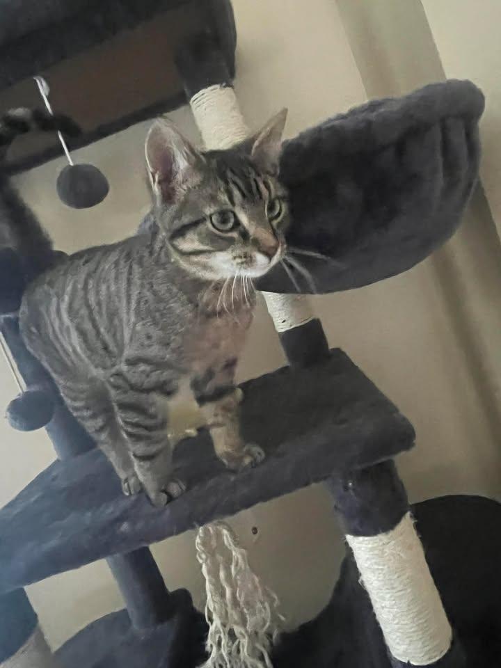 Enlarge Moka, an adopted Domestic Short Hair in Anjou, QC image 2/2