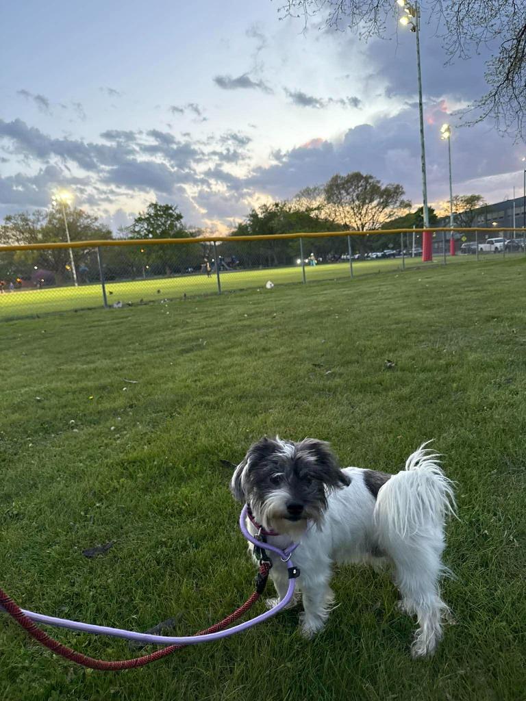 Robyn $500, Adoptable, Adult Male Shih Tzu & Pug.