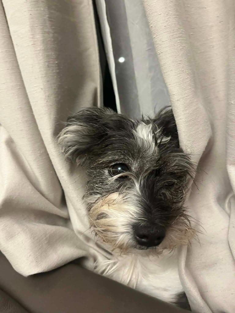 Robyn $500, a Adoptable mixed breed in Milwaukee, WI image 1/5