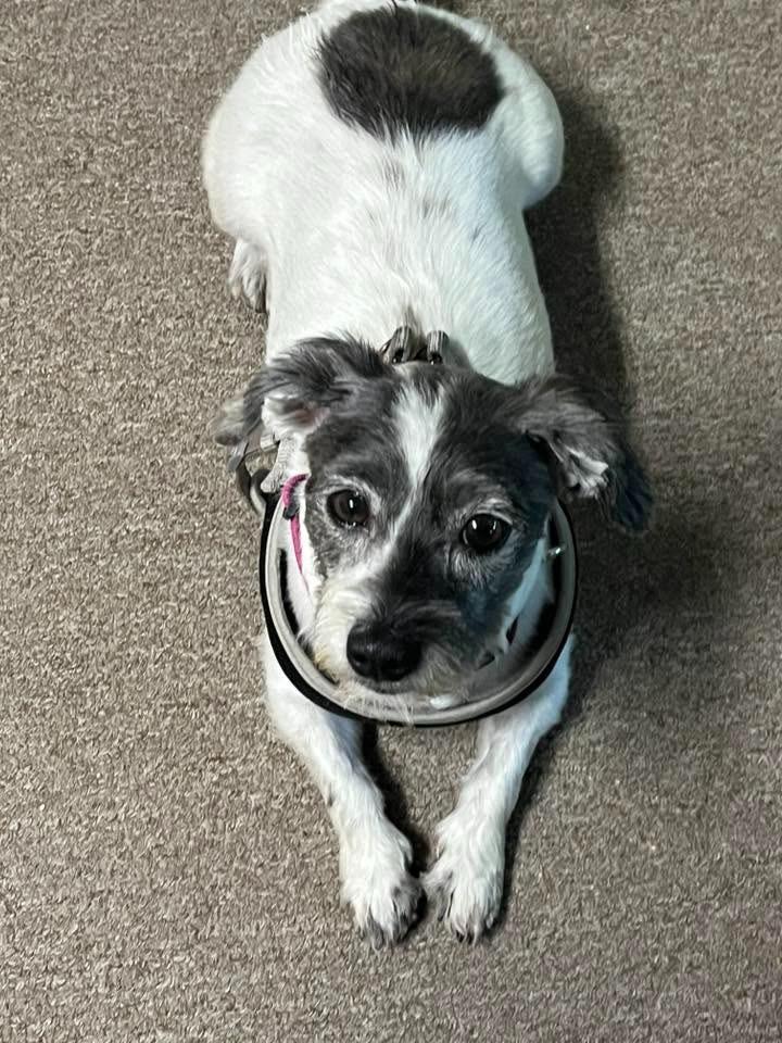 Robyn $500, a Adoptable mixed breed in Milwaukee, WI image 2/5