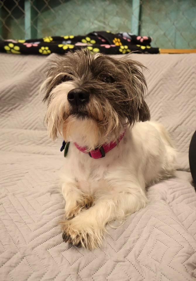 Robyn $500, a Adoptable mixed breed in Milwaukee, WI image 3/5