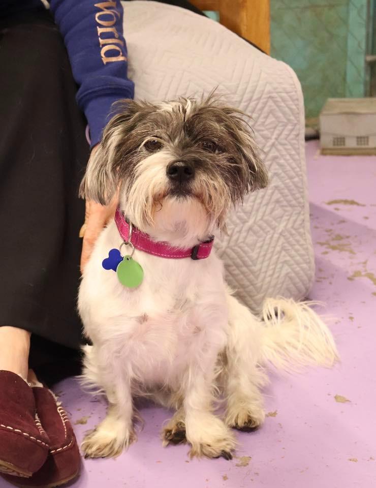 Robyn $500, a Adoptable mixed breed in Milwaukee, WI image 4/5