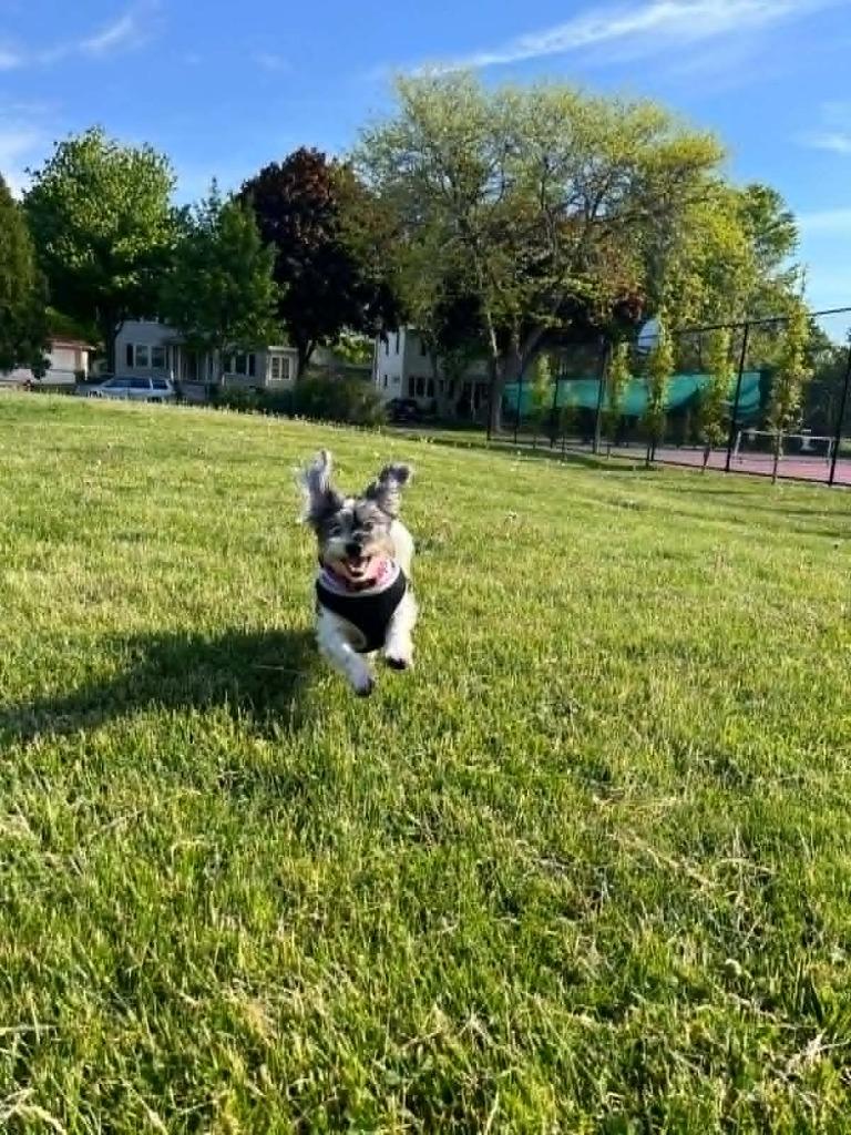 Enlarge Robyn $500, a Adoptable mixed breed in Milwaukee, WI image 4/4