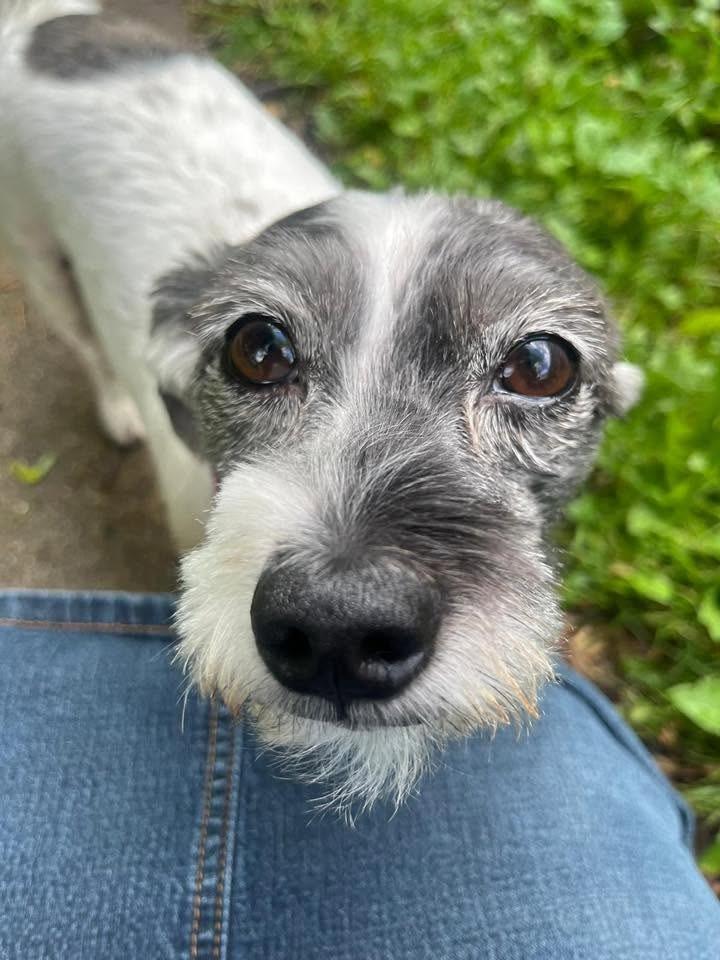Robyn $500, a Adoptable mixed breed in Milwaukee, WI image 5/5