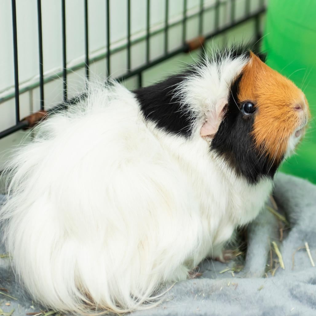 Enlarge Jane, a Adoptable Guinea Pig in Middletown, RI image 1/1