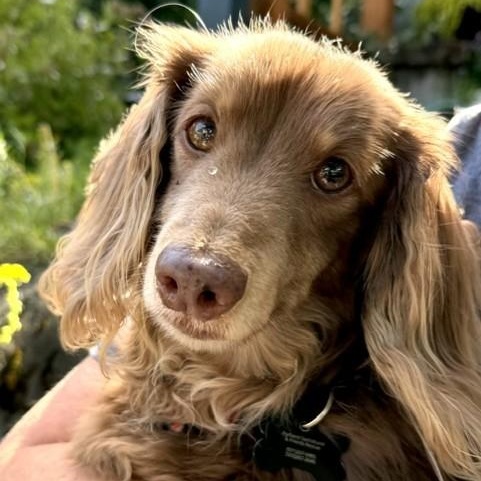 Enlarge Hercules, a ADOPTABLE Dachshund (Long Haired) in Portland, OR image 2/3