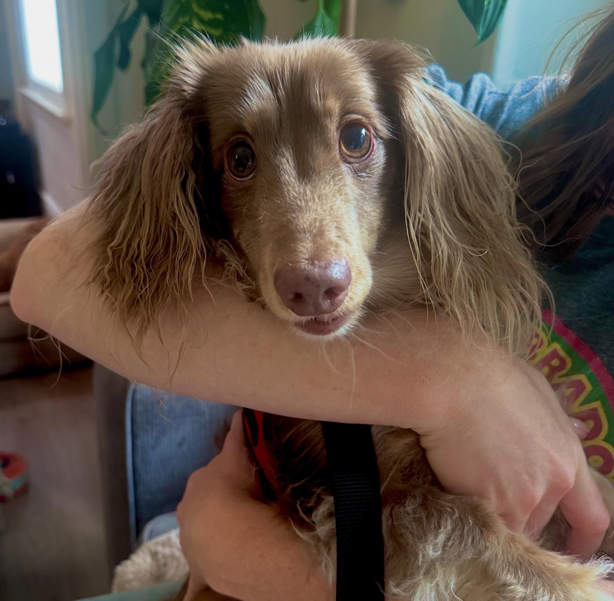 Enlarge Hercules, a ADOPTABLE Dachshund (Long Haired) in Portland, OR image 2/2