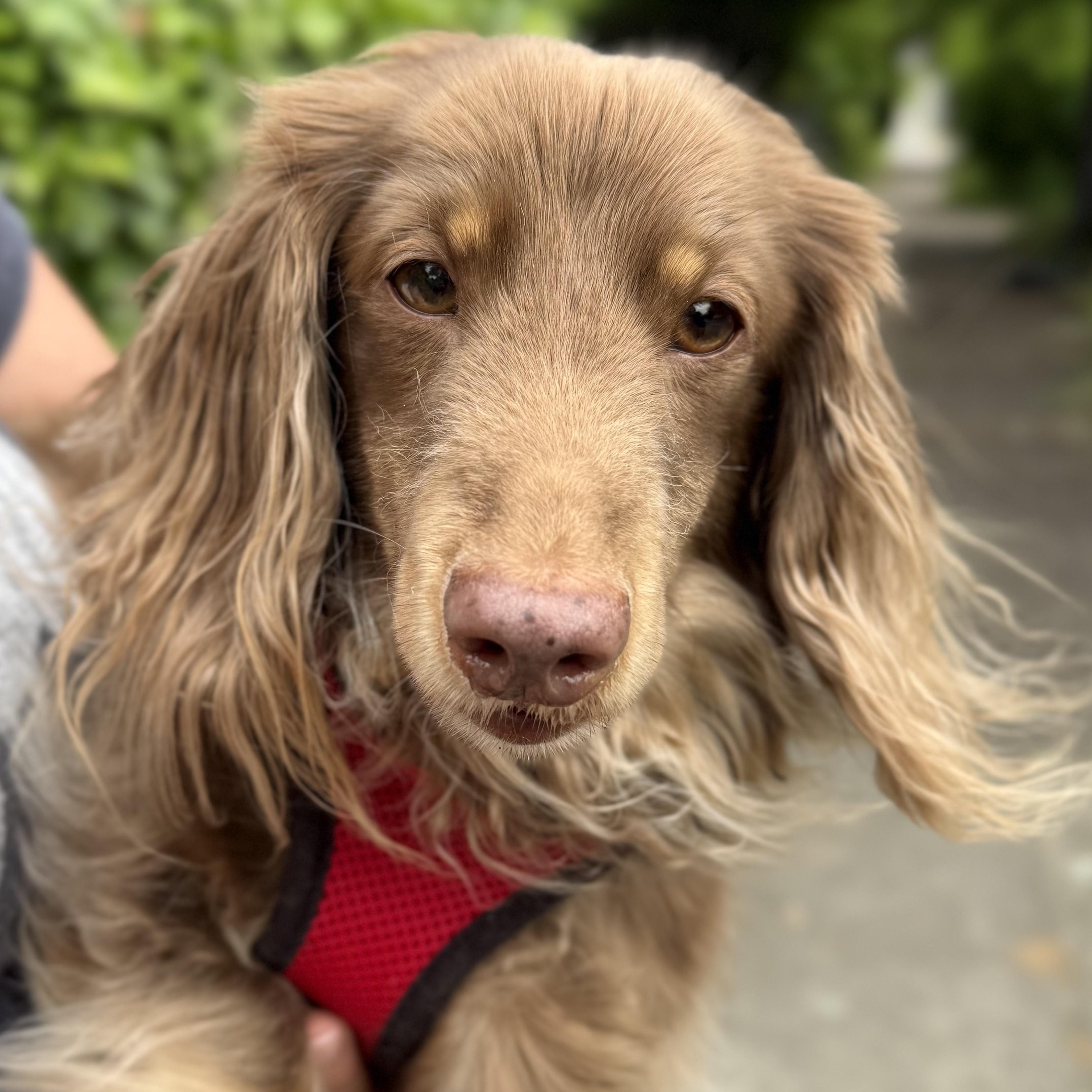 Enlarge Hercules, a ADOPTABLE Dachshund (Long Haired) in Portland, OR image 1/2