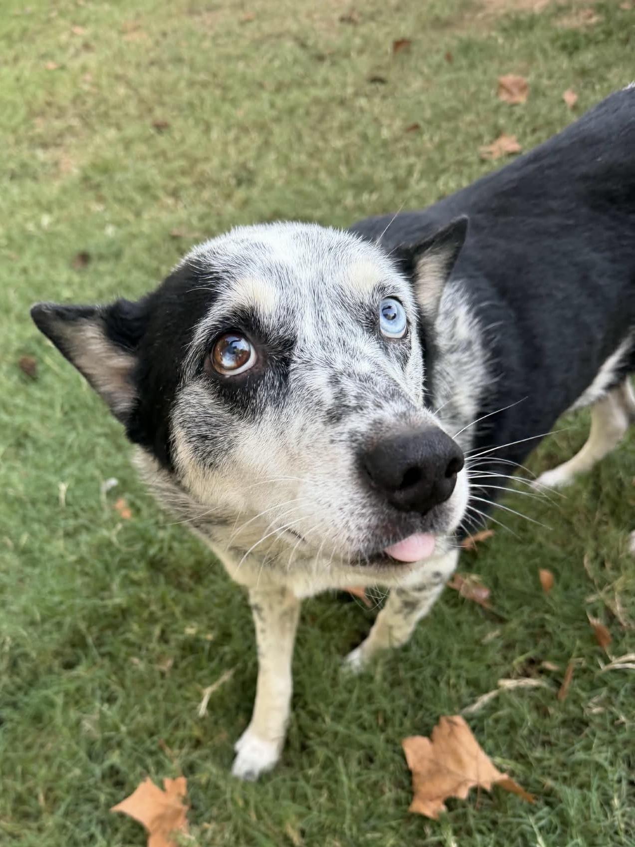 Enlarge Lucy, a Adoptable mixed breed in Stillwater, MN image 5/6