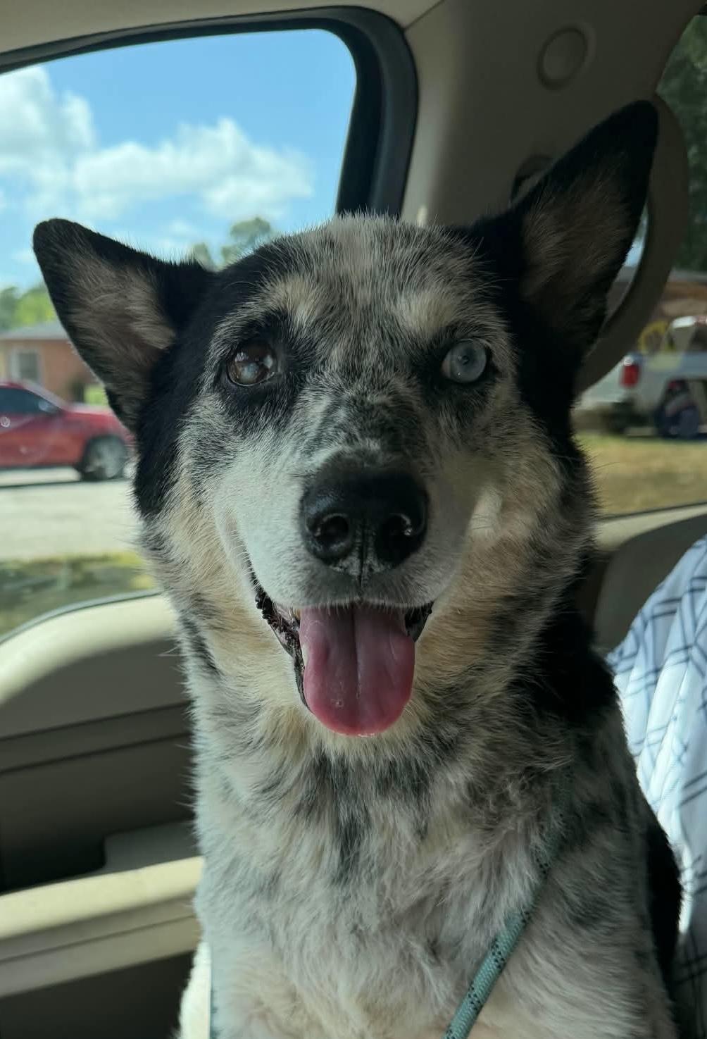 Enlarge Lucy, a Adoptable mixed breed in Stillwater, MN image 3/6