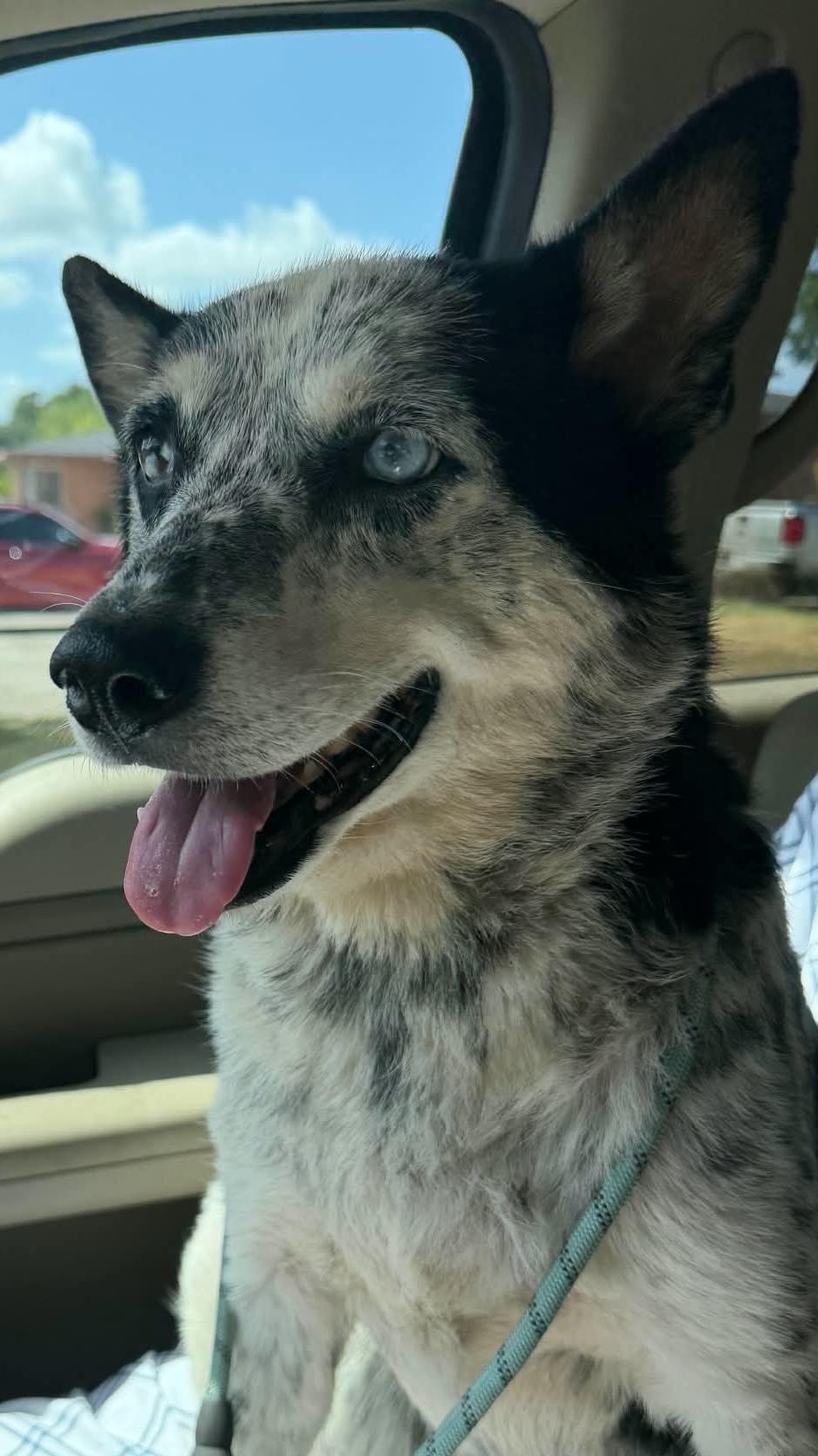 Lucy, Adoptable, Adult Female Australian Cattle Dog / Blue Heeler & Husky.