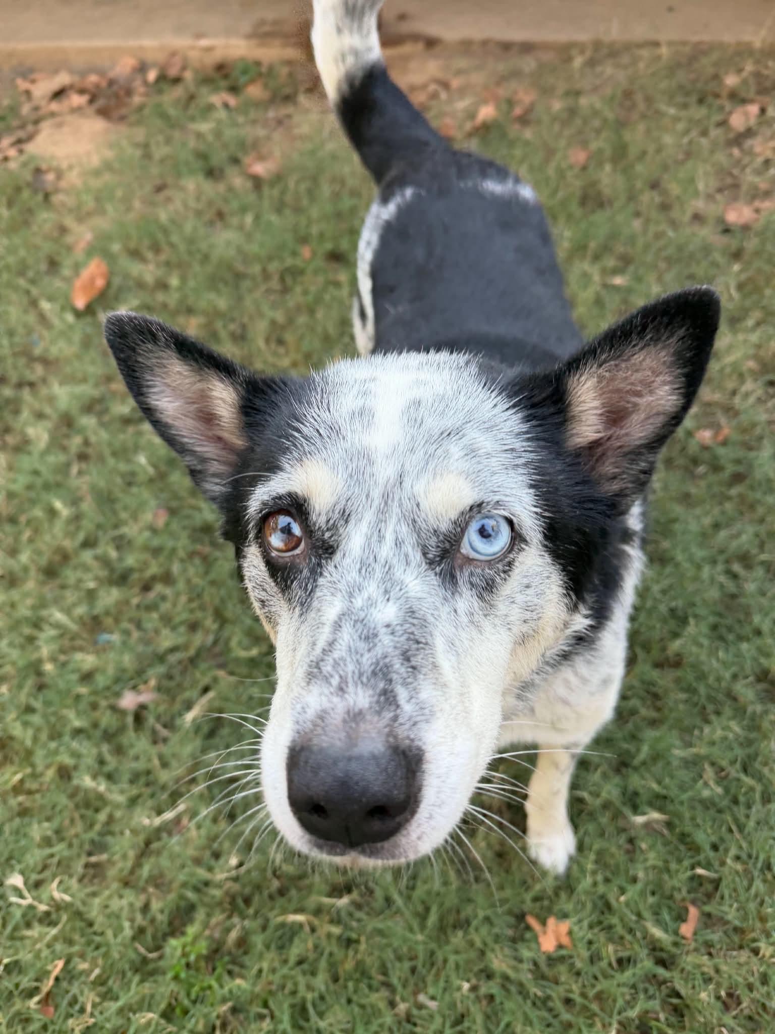 Enlarge Lucy, a Adoptable mixed breed in Stillwater, MN image 2/6