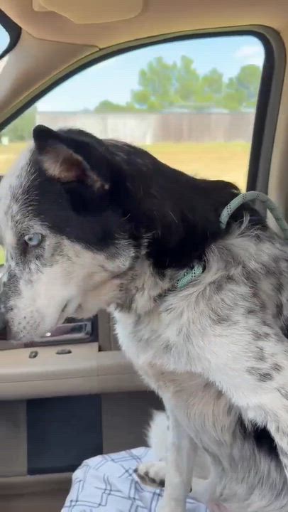 Enlarge Lucy, a Adoptable mixed breed in Stillwater, MN video 4/6