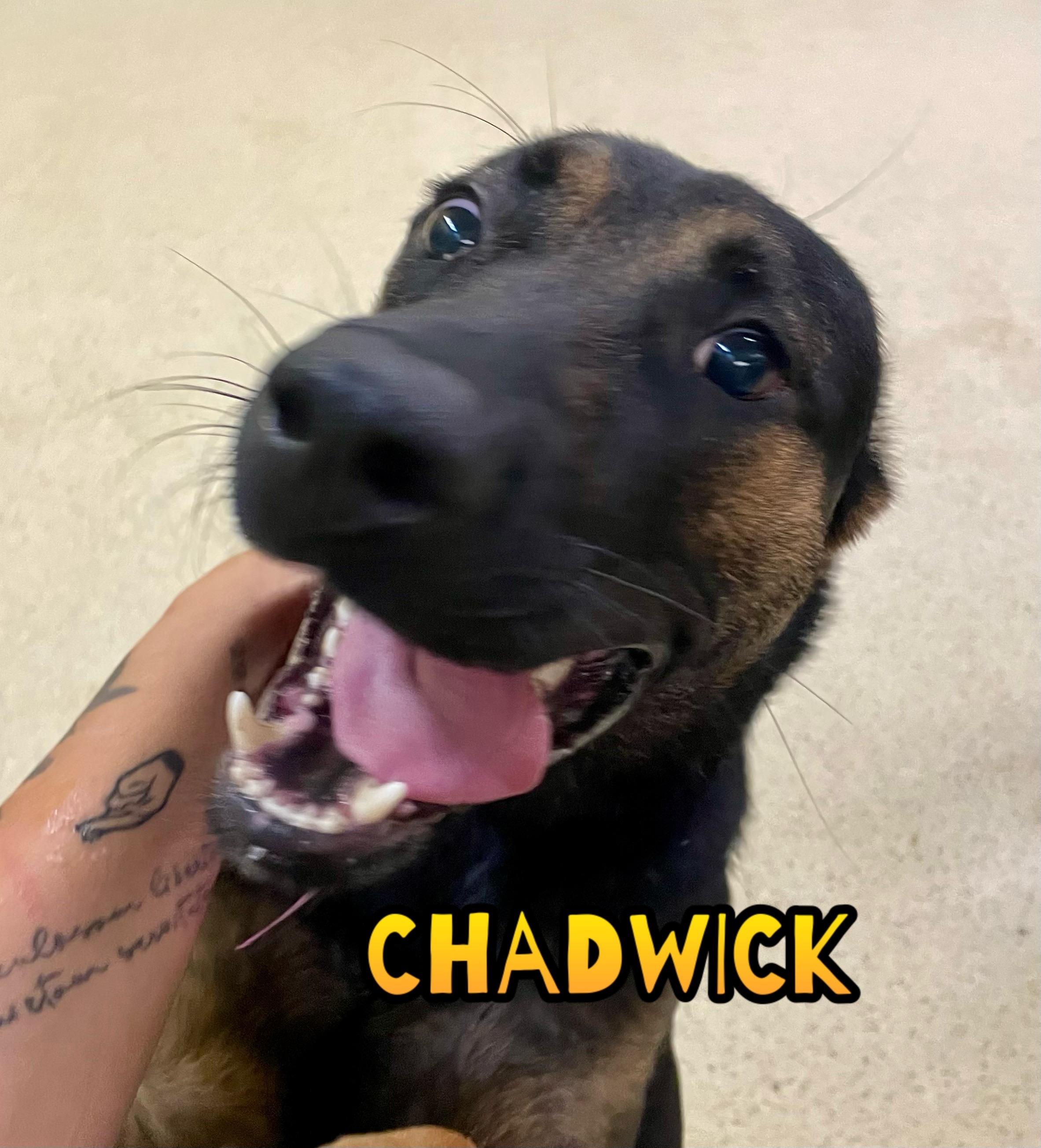 Chadwick