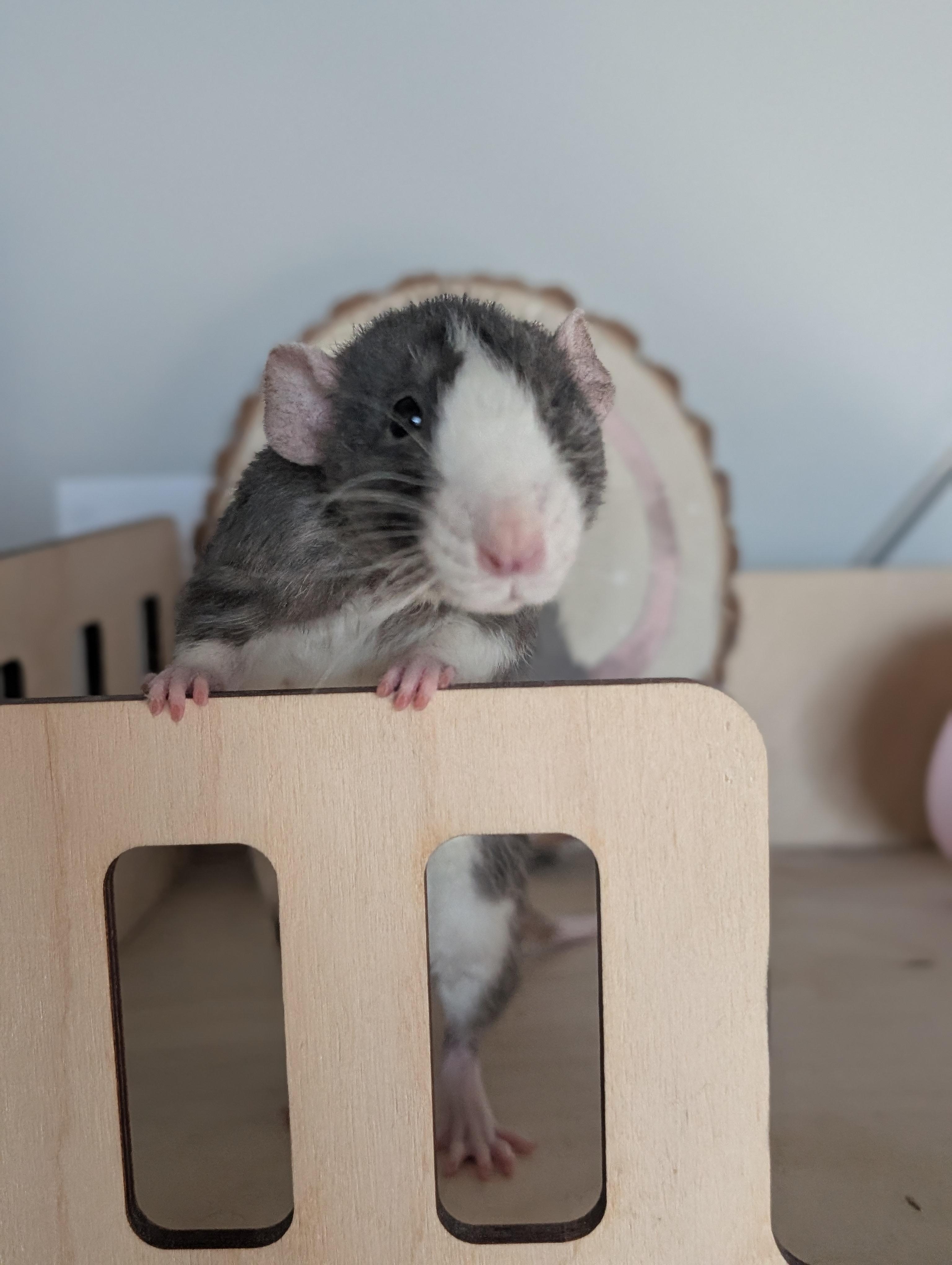 Nimh, ADOPTABLE, Adult Female Rat.