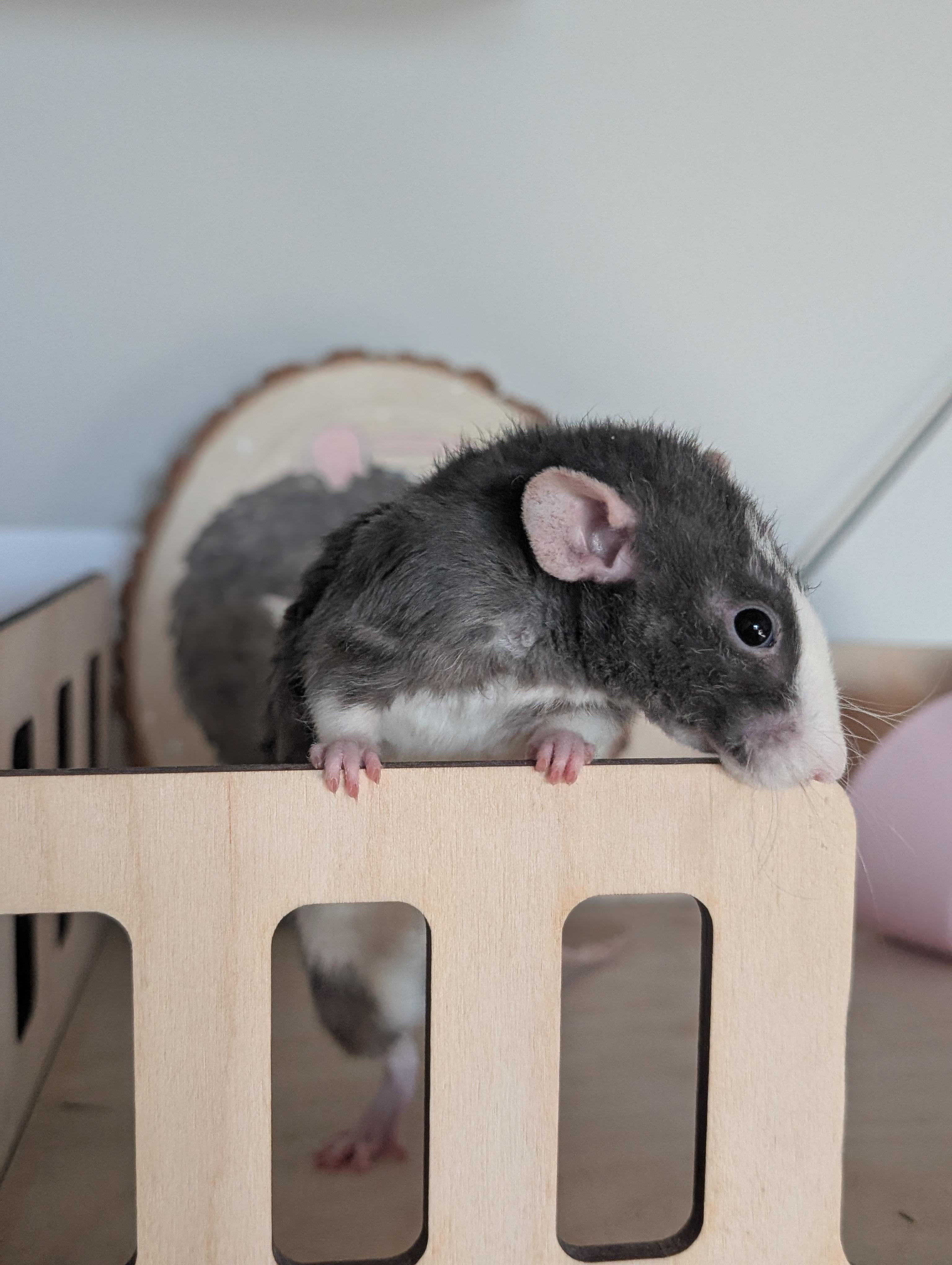 Enlarge Nimh, an adopted Rat in Omaha, NE image 2/5